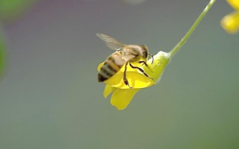 酒瓶中蜜蜂和苍蝇的故事