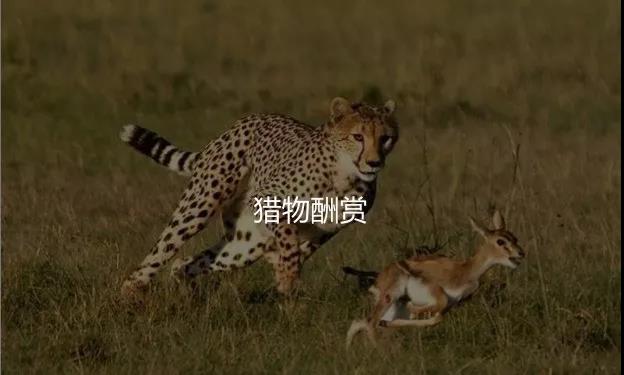 让你上瘾的抖音短视频，快手刷粉平台，到底对你做了什么？