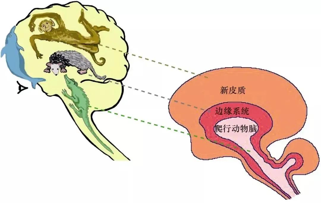 《100个思维模型系列》052.大脑系统思维模型