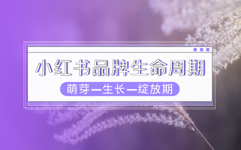 小红书数据分析：2024年品牌如何完成内容新增长