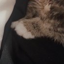 Meow_18的头像